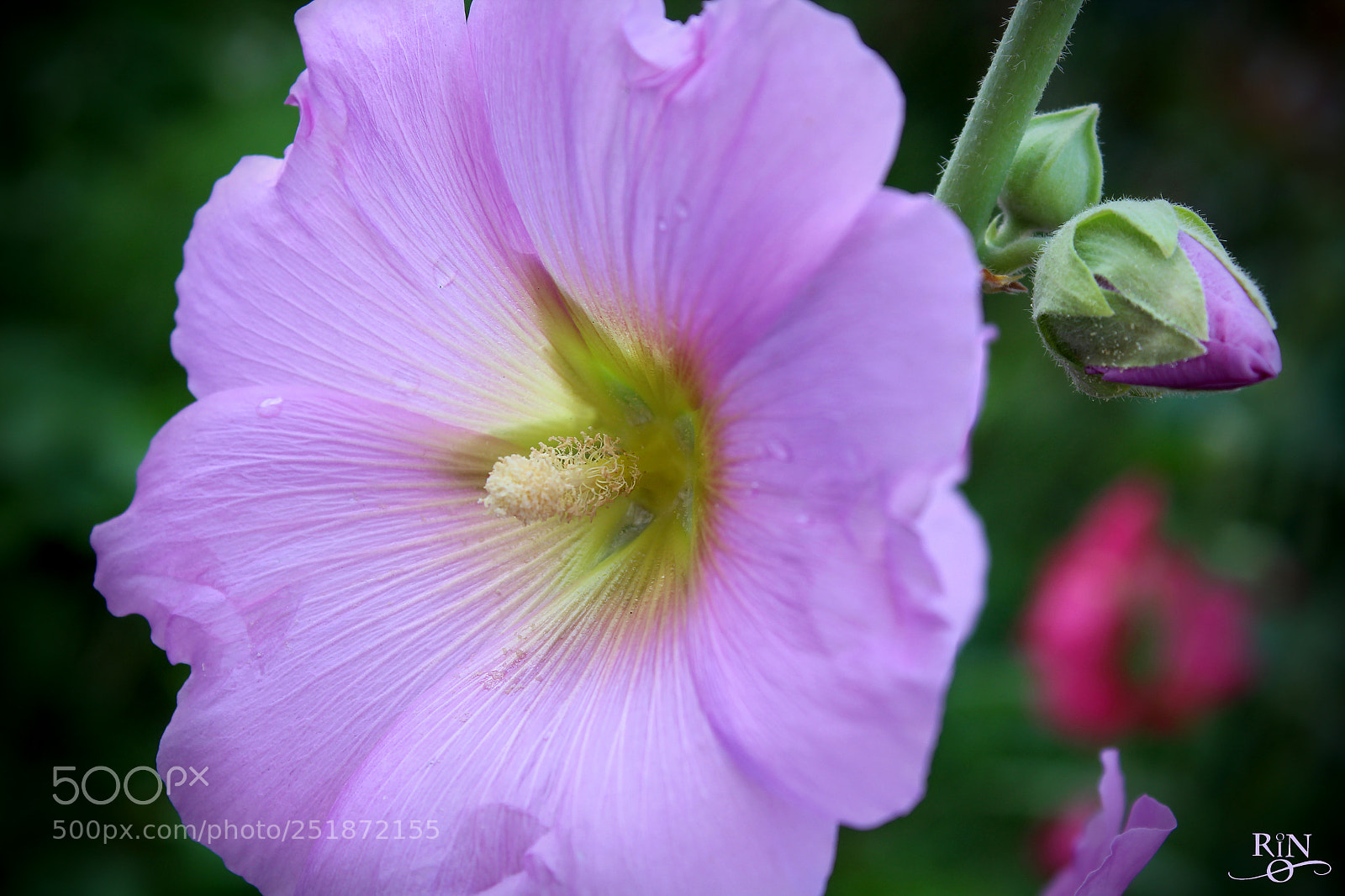 Canon EOS 1200D (EOS Rebel T5 / EOS Kiss X70 / EOS Hi) sample photo. From the birth to photography