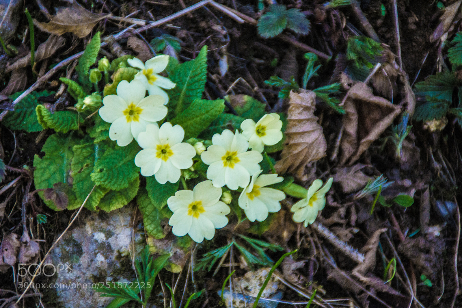 Sony a5100 sample photo. Walking to rusio photography