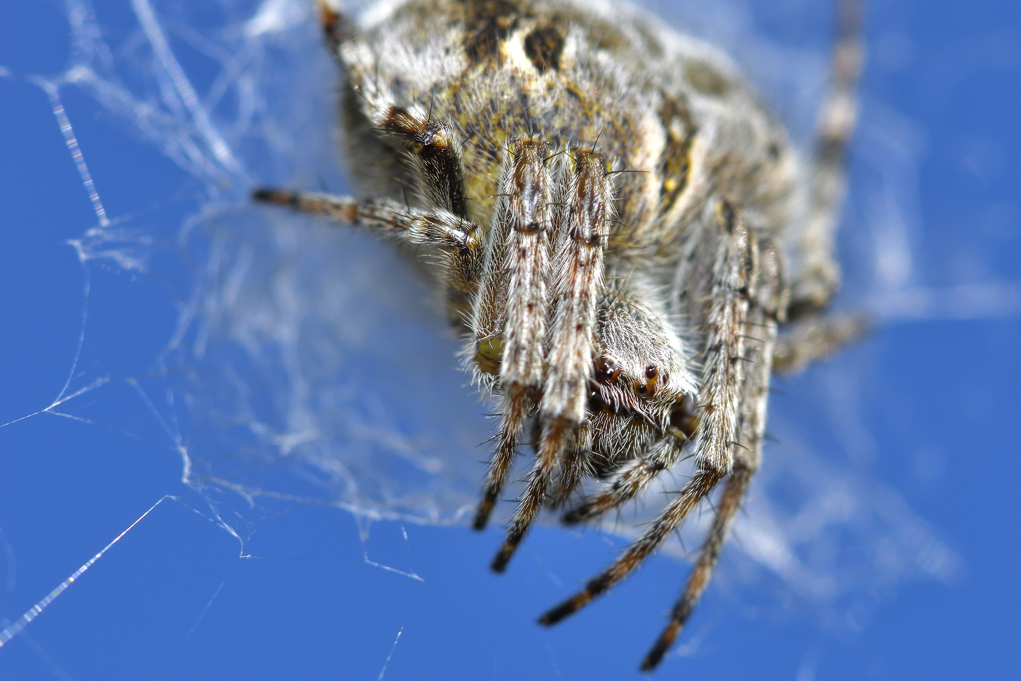 Nikon AF-S Micro-Nikkor 105mm F2.8G IF-ED VR sample photo. Spider, macro photography