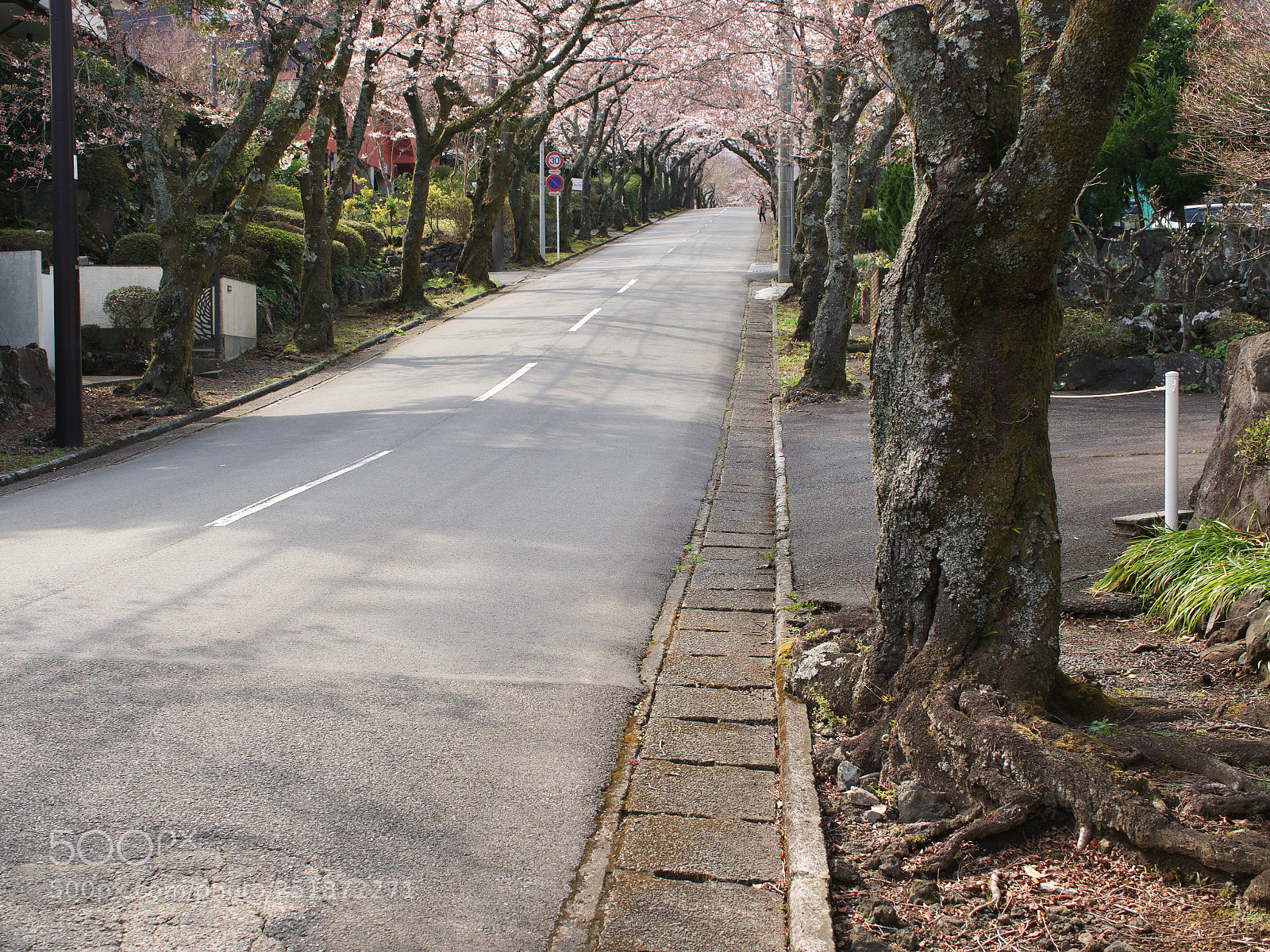 Olympus OM-D E-M1 Mark II sample photo. 桜の道 | cherry tree road photography