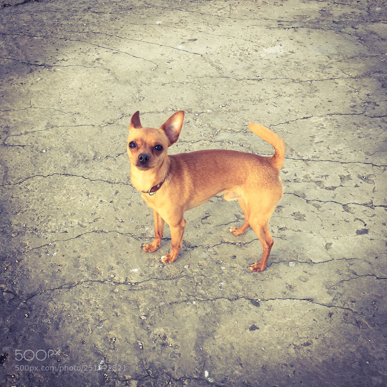 Apple iPhone 6s Plus sample photo. The innocent look photography
