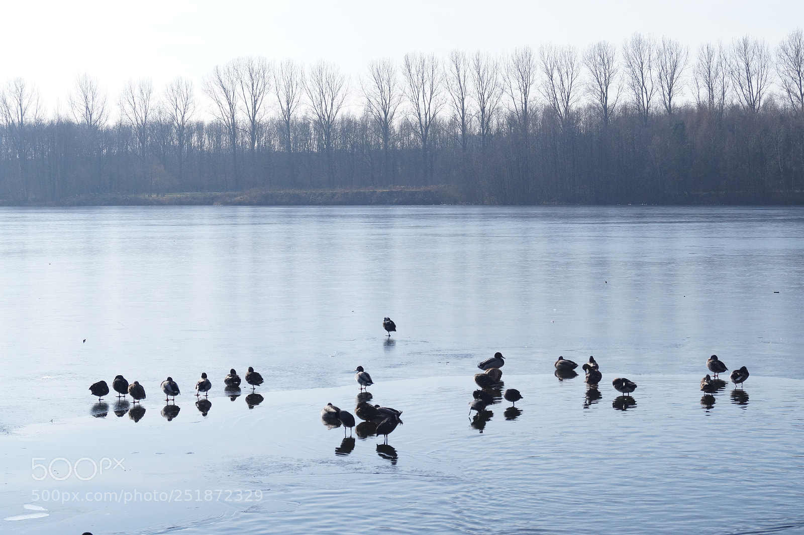 Sony SLT-A58 sample photo. Waiting for spring photography