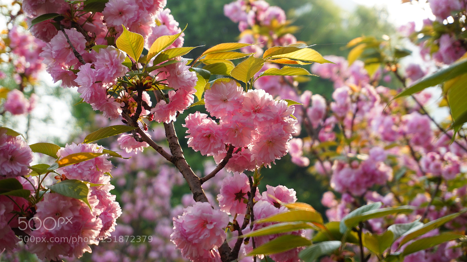 Sony Alpha a5000 (ILCE 5000) sample photo. 夕阳晚樱 photography