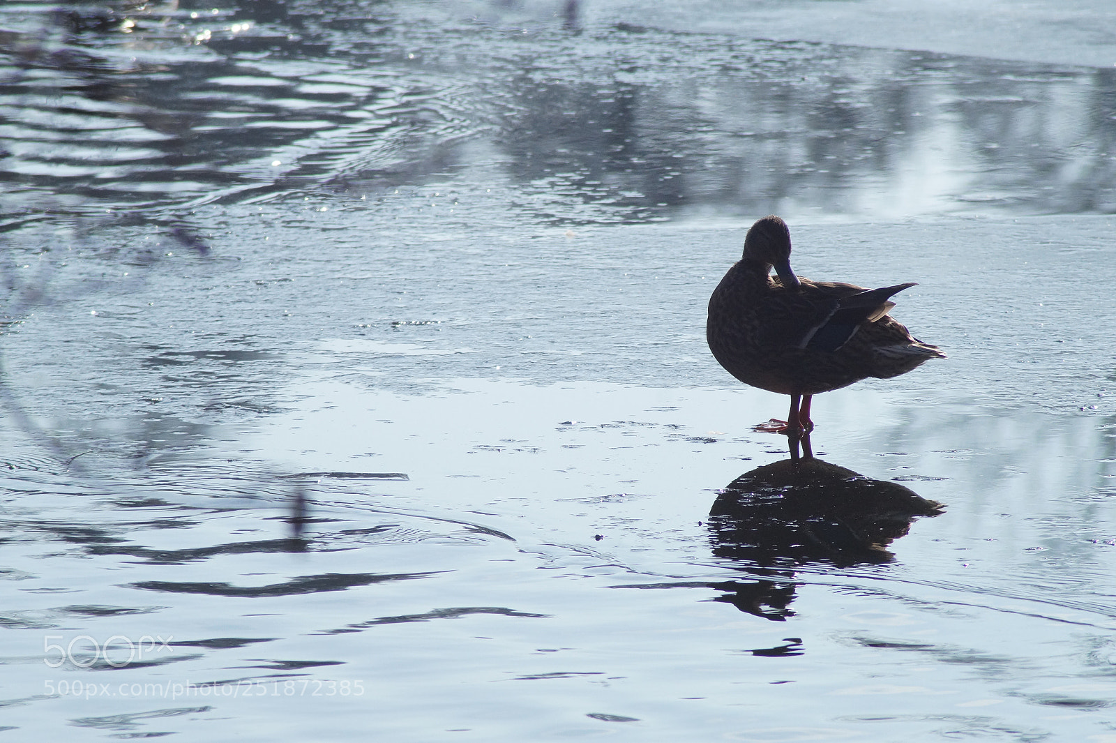 Sony SLT-A58 sample photo. Waiting for spring photography