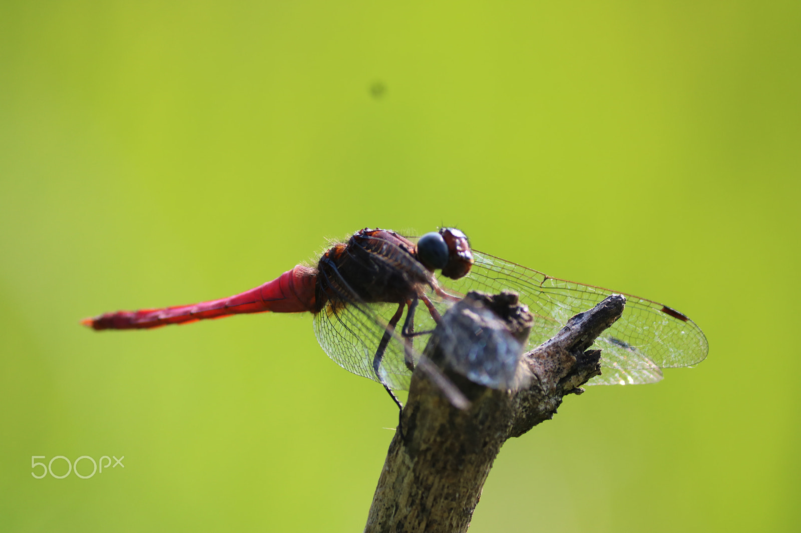 Canon EF-S 55-250mm F4-5.6 IS II sample photo. Img photography