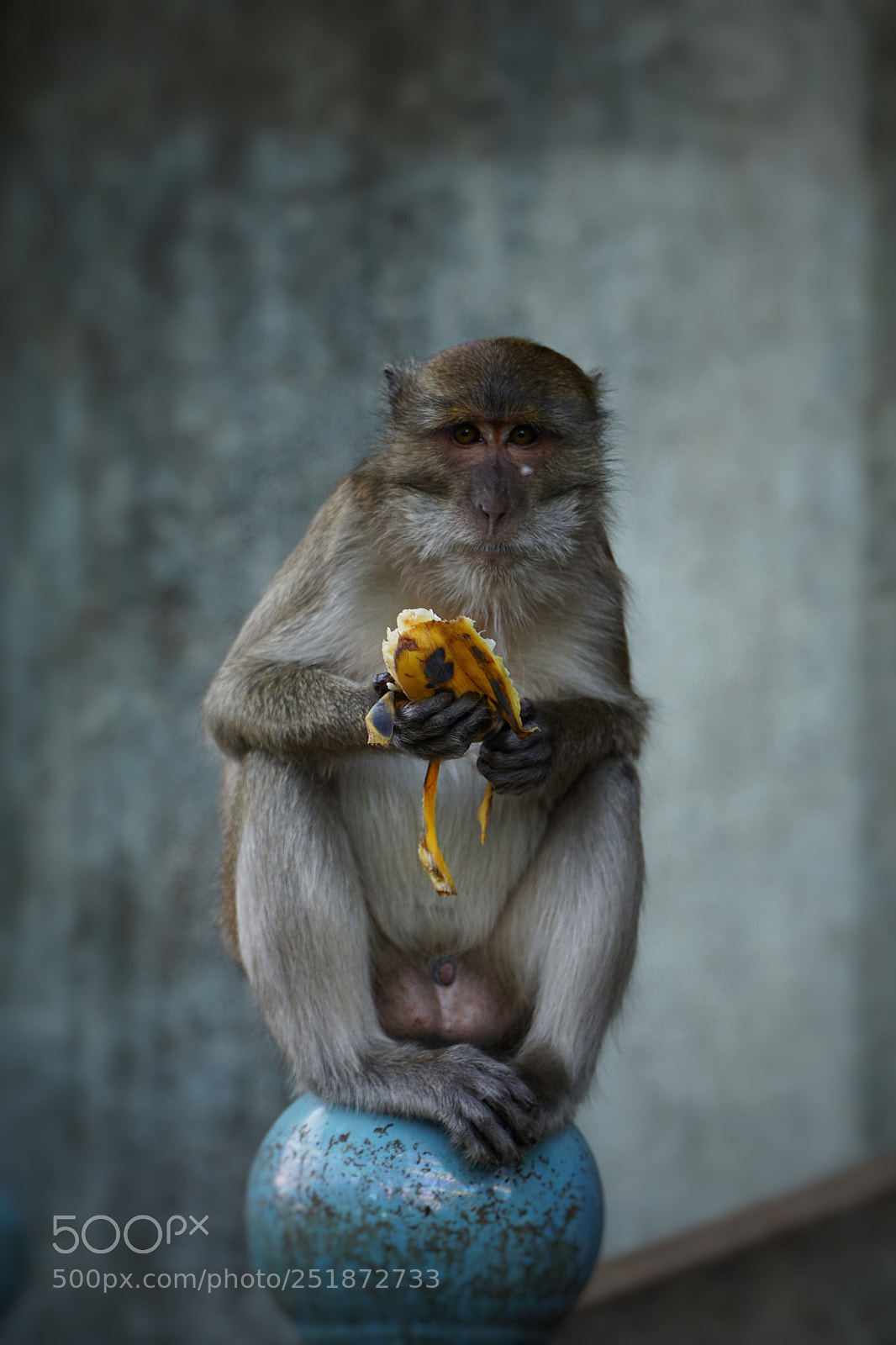 Sony a6000 sample photo. Monkey with a banana photography