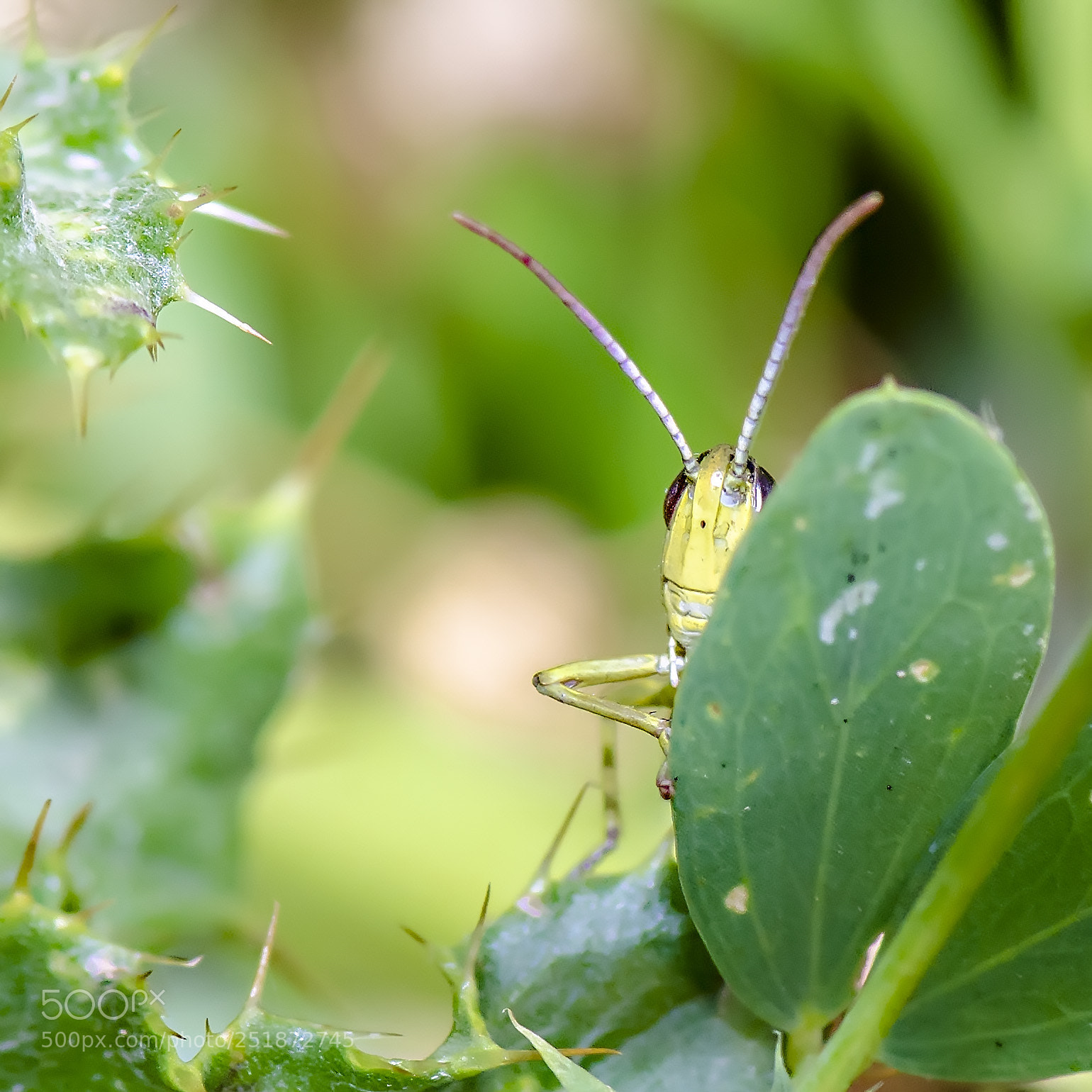 Nikon D7000 sample photo. I'm watching you ! photography