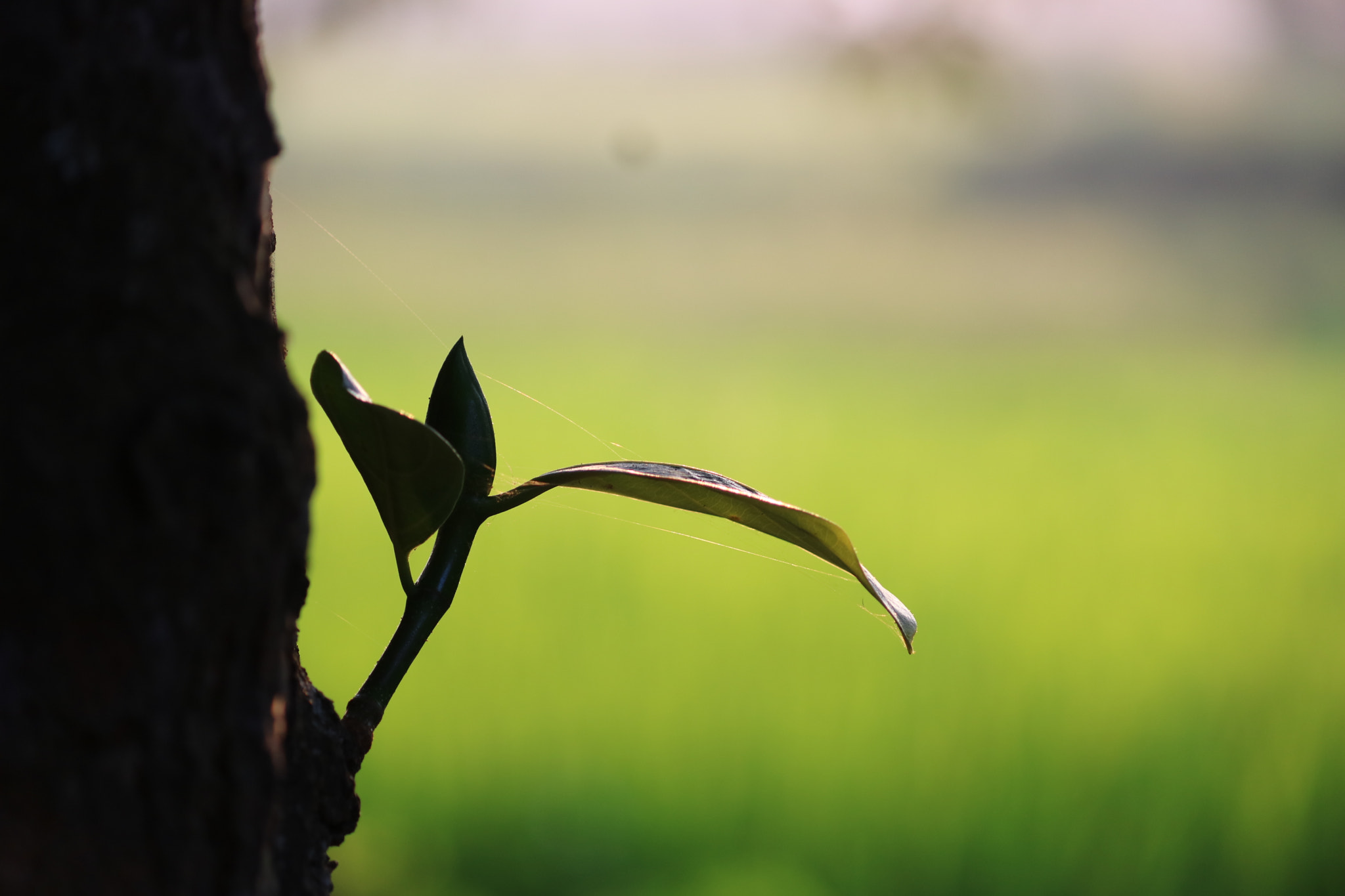 Canon EF-S 55-250mm F4-5.6 IS II sample photo. Img photography