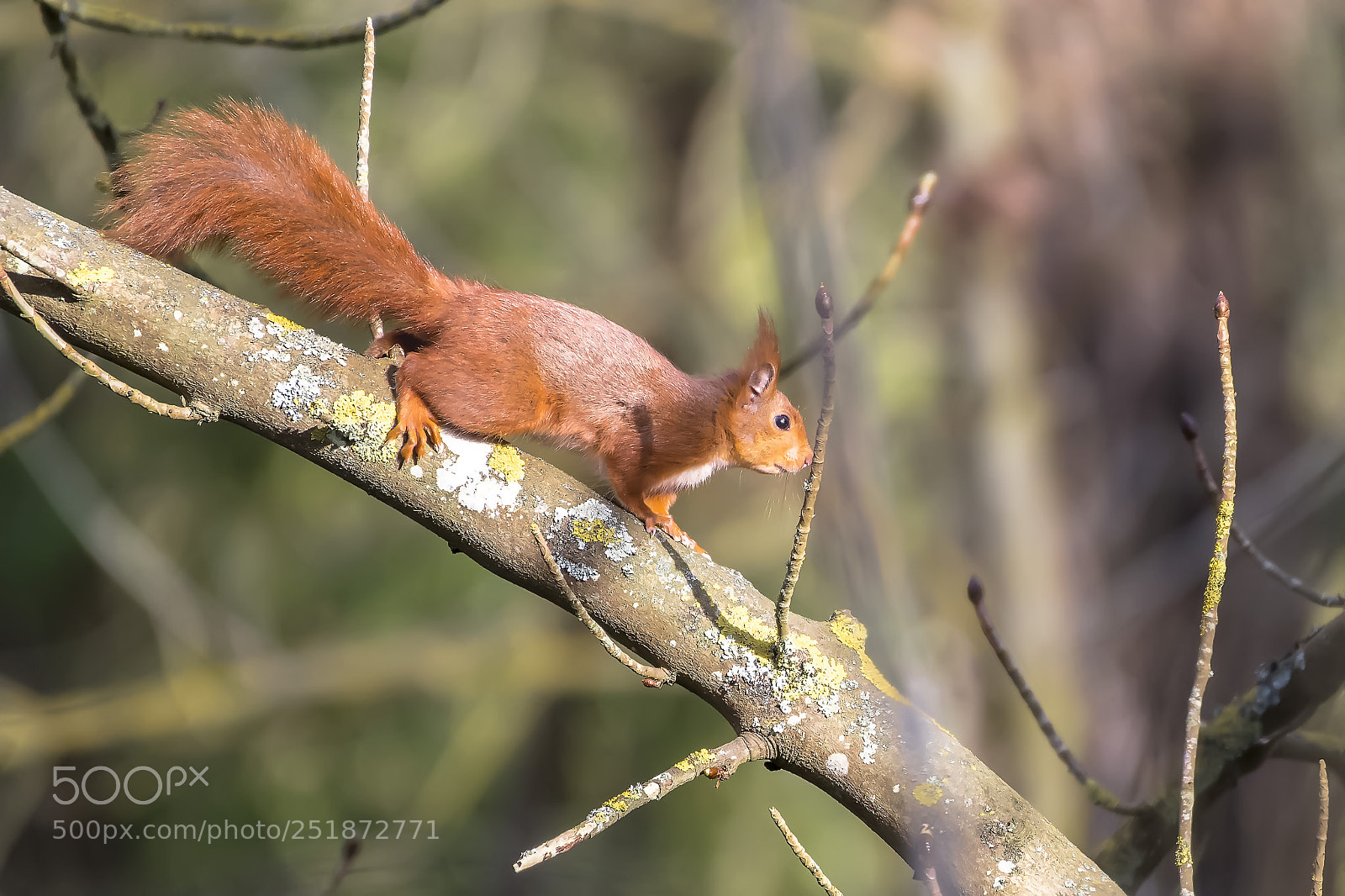 Nikon D500 sample photo. Sunbath on a branch photography