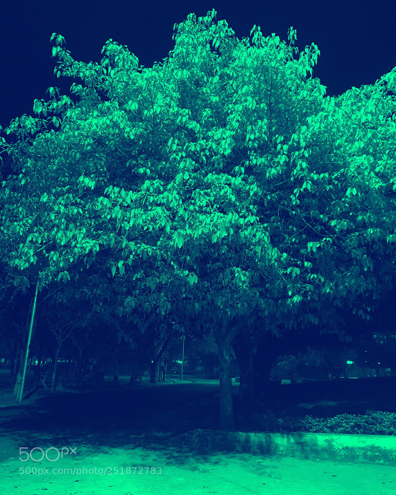 Apple iPhone 7 sample photo. Trees - representation of photography