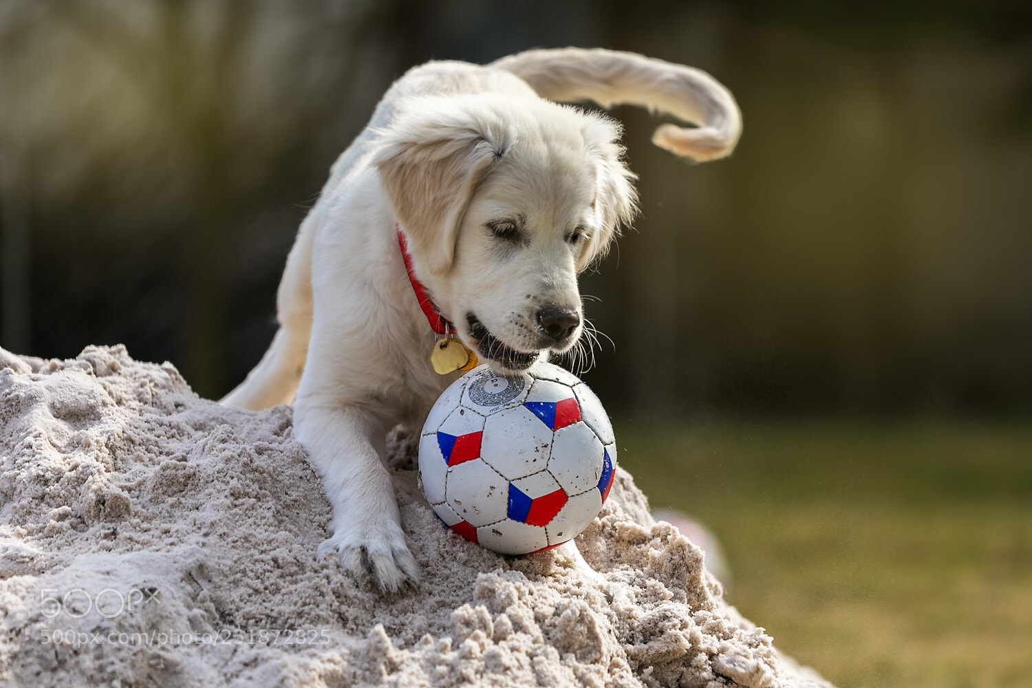 Canon EOS 5D Mark IV sample photo. Puppy photography