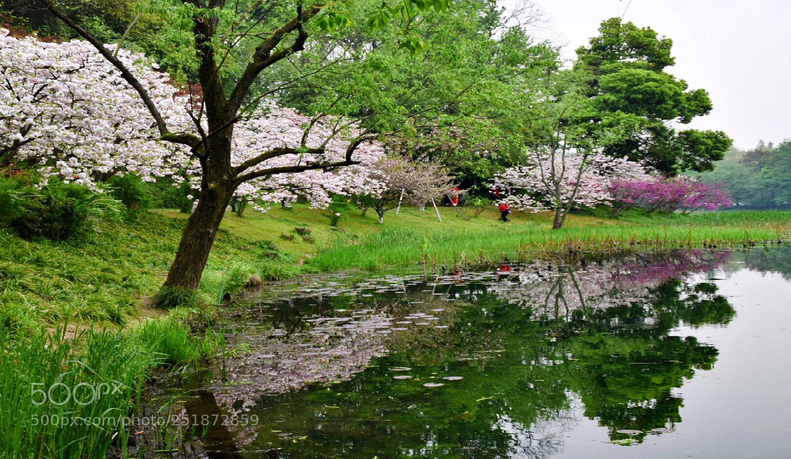 Nikon D5500 sample photo. The color of spring  photography