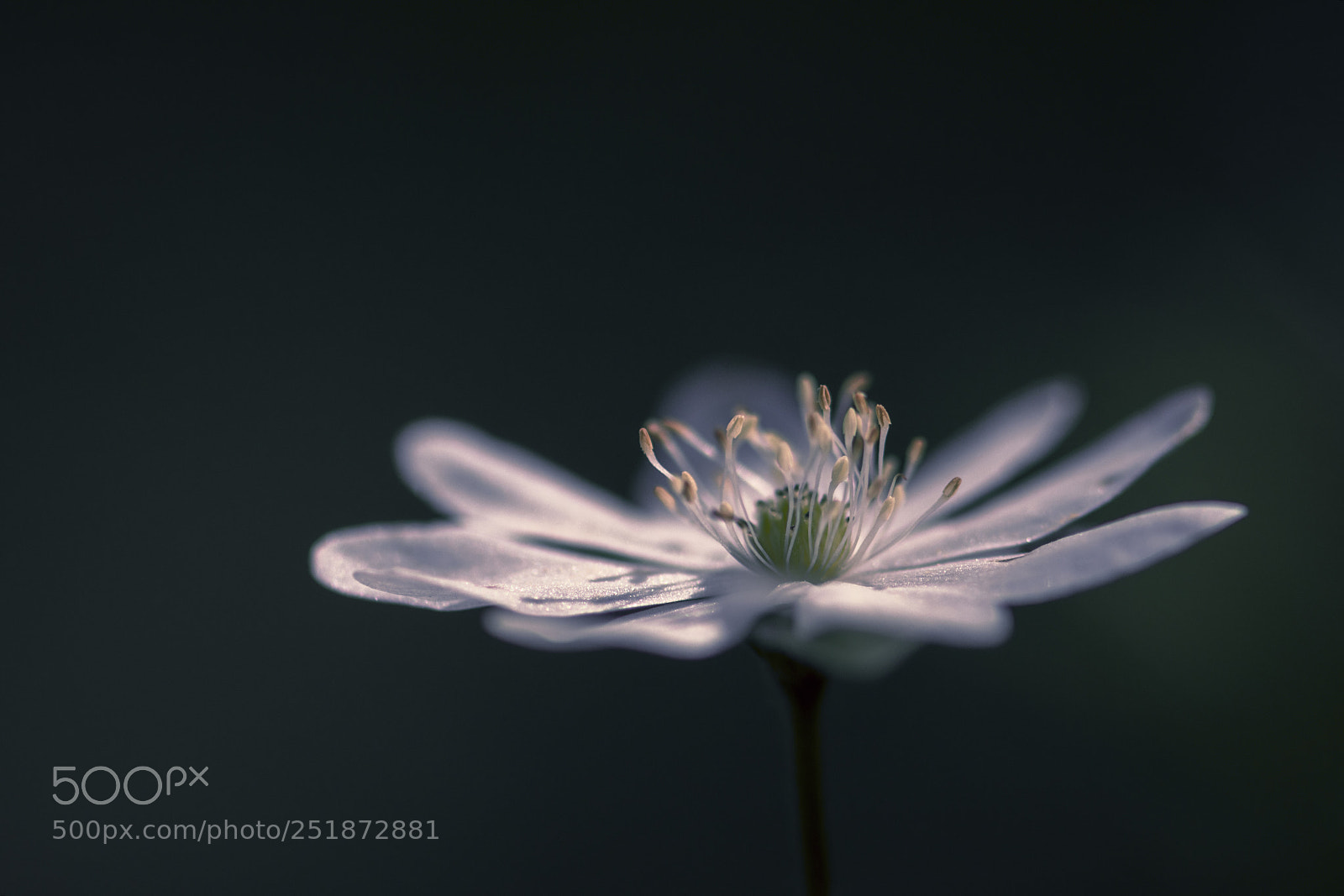Nikon D7200 sample photo. Spring flower photography