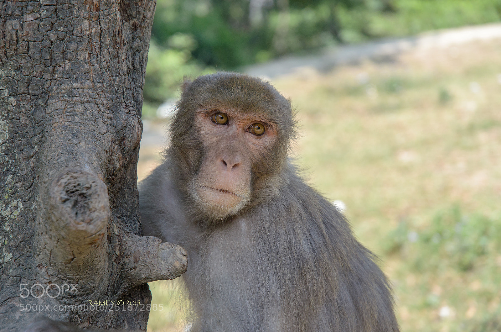 Nikon D5100 sample photo. Nepali monkey1 photography