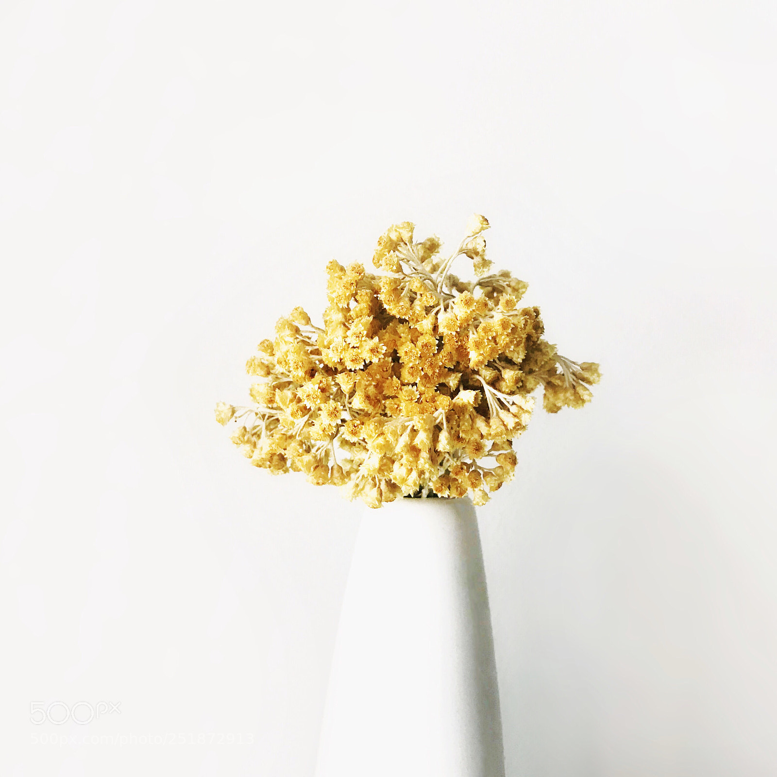 Apple iPhone 7 sample photo. Licorice flowers photography