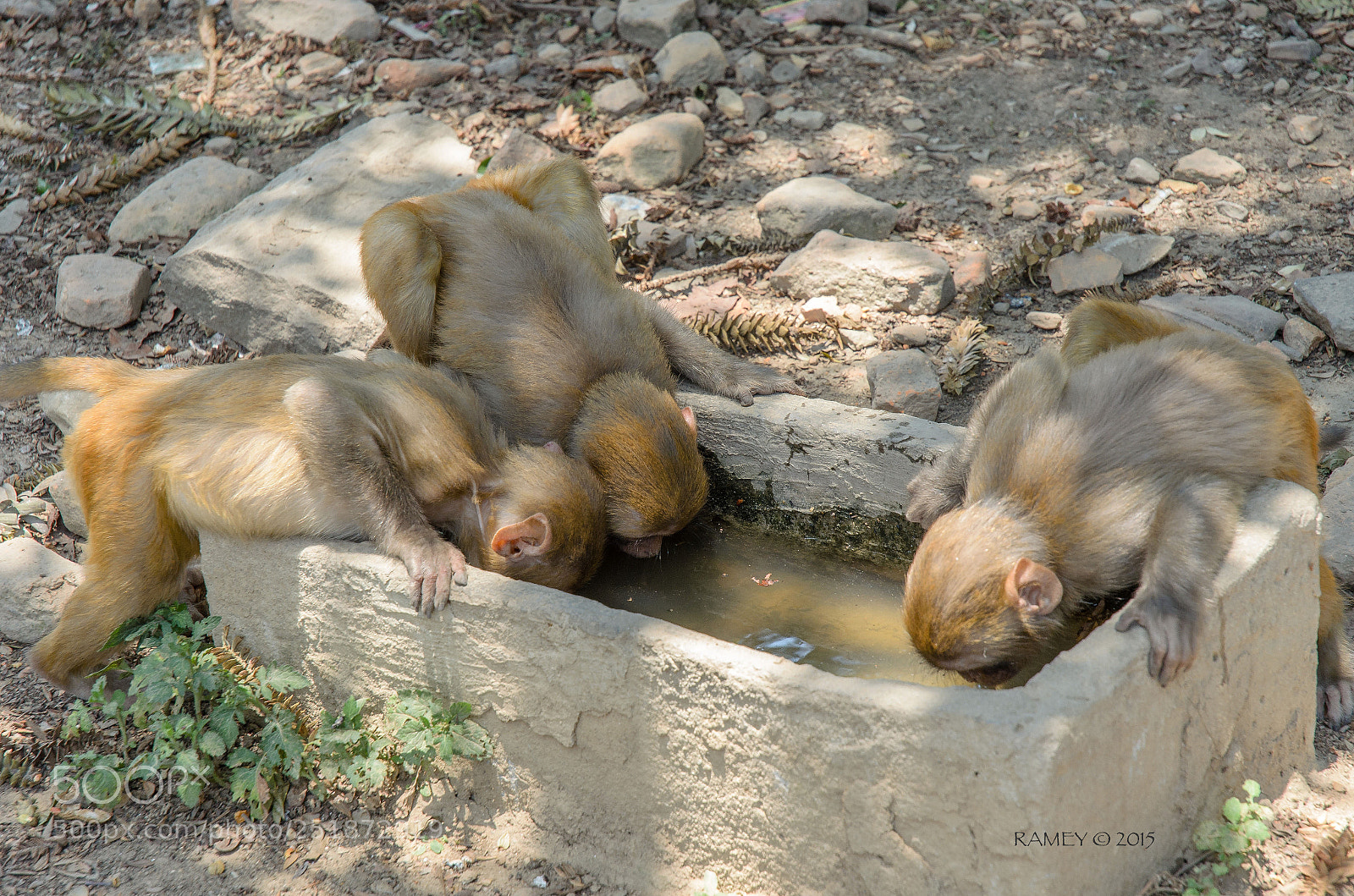 Nikon D5100 sample photo. Nepali monkey2 photography