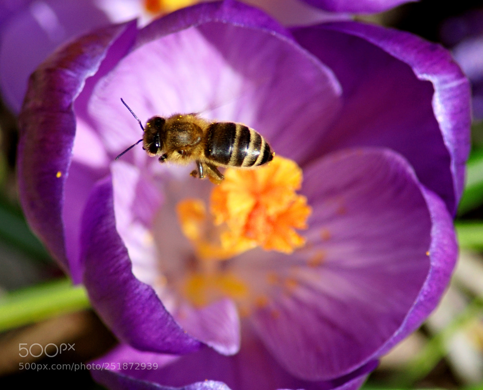 Sony SLT-A68 sample photo. Spring is back! photography