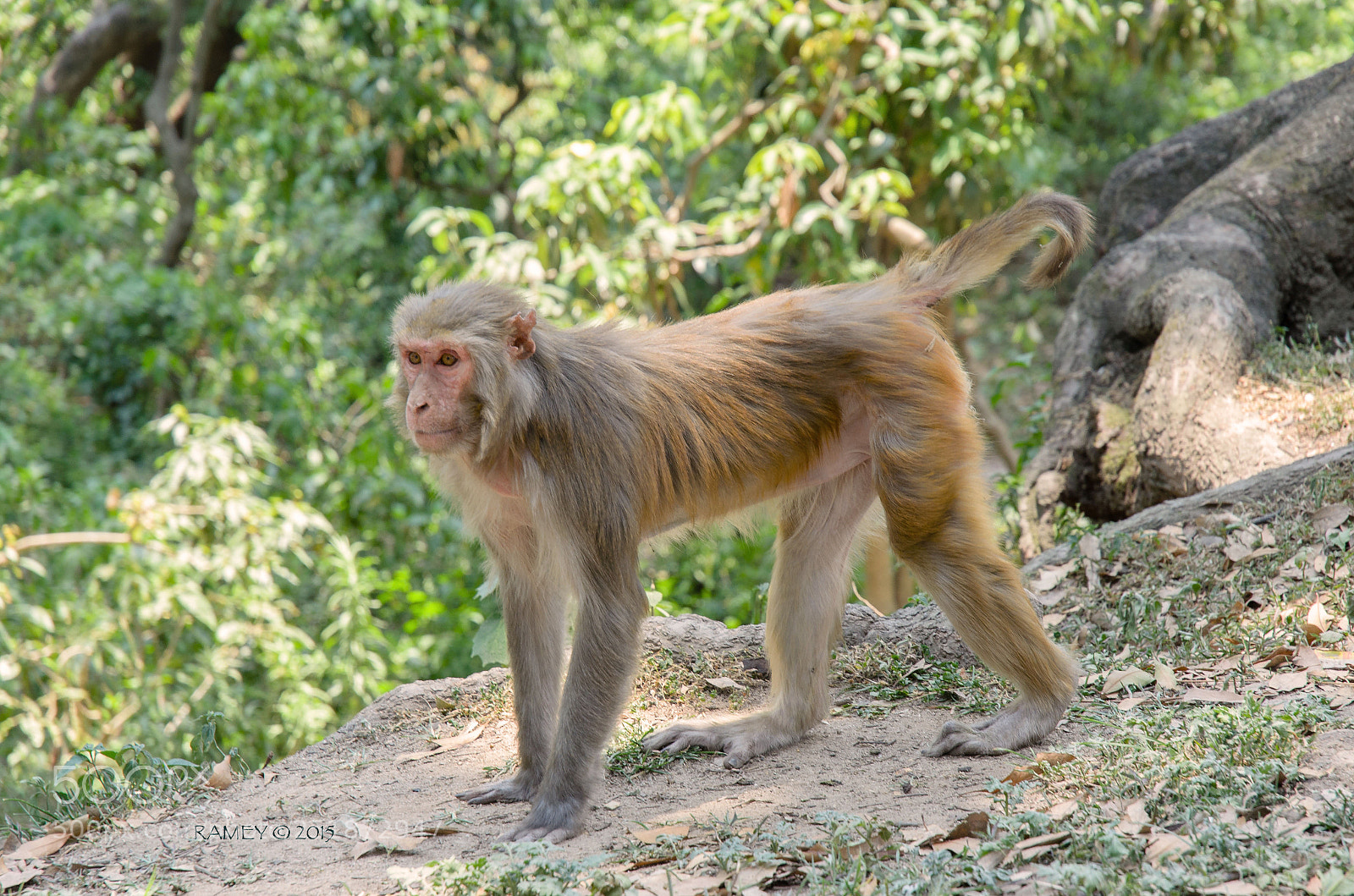 Nikon D5100 sample photo. Nepali monkey3 photography