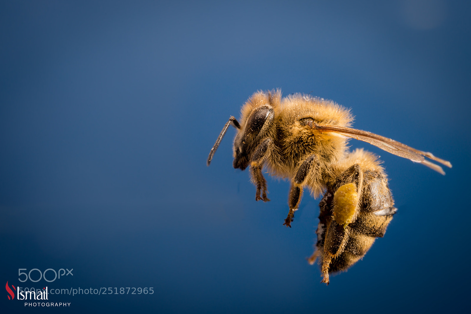 Nikon D800 sample photo. Macro bee photography