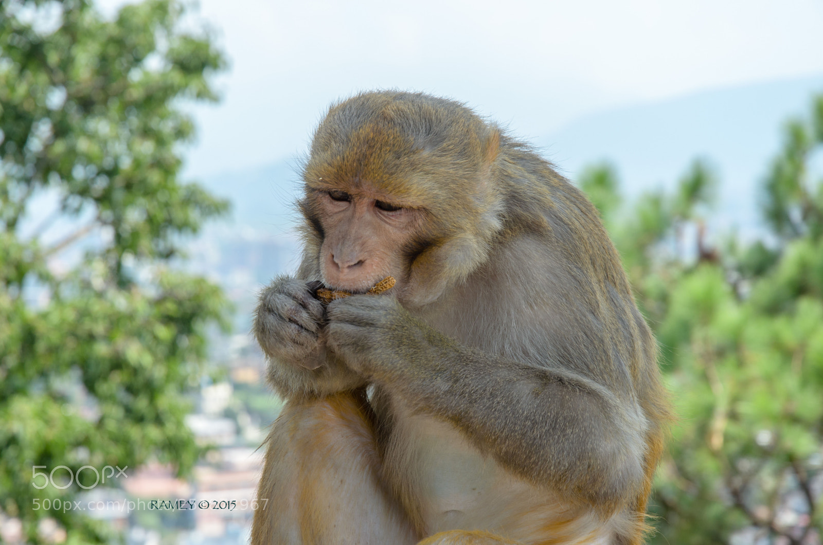 Nikon D5100 sample photo. Nepali monkey4 photography