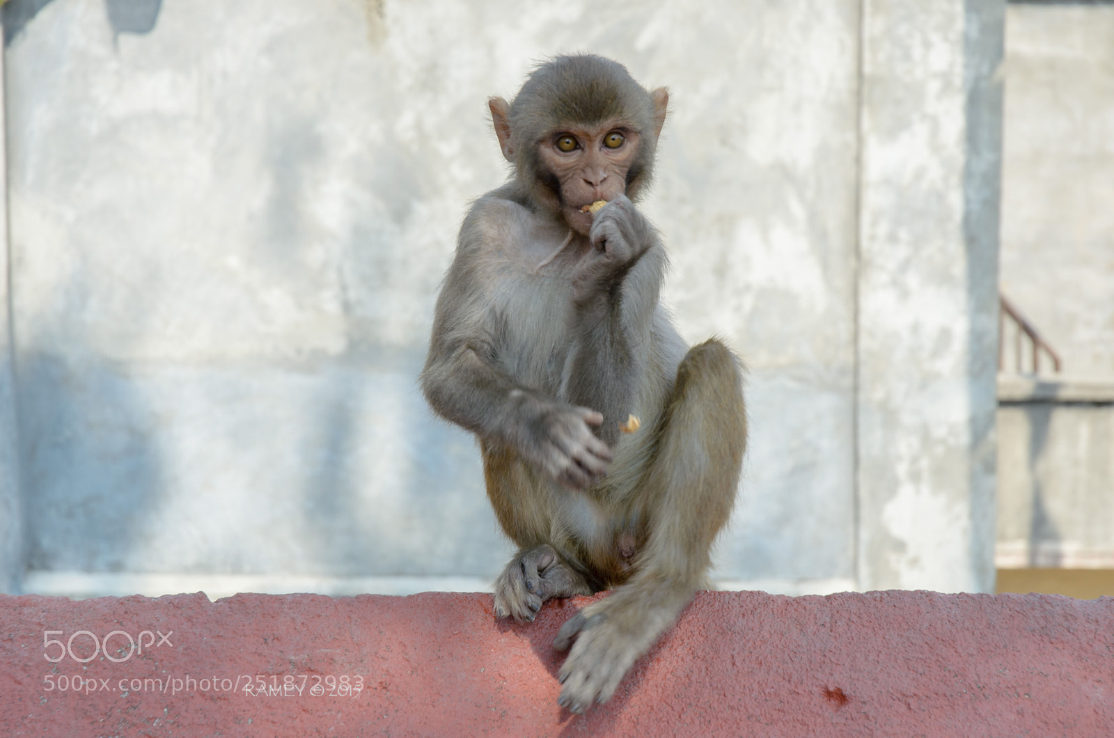 Nikon D5100 sample photo. Nepali monkey5 photography