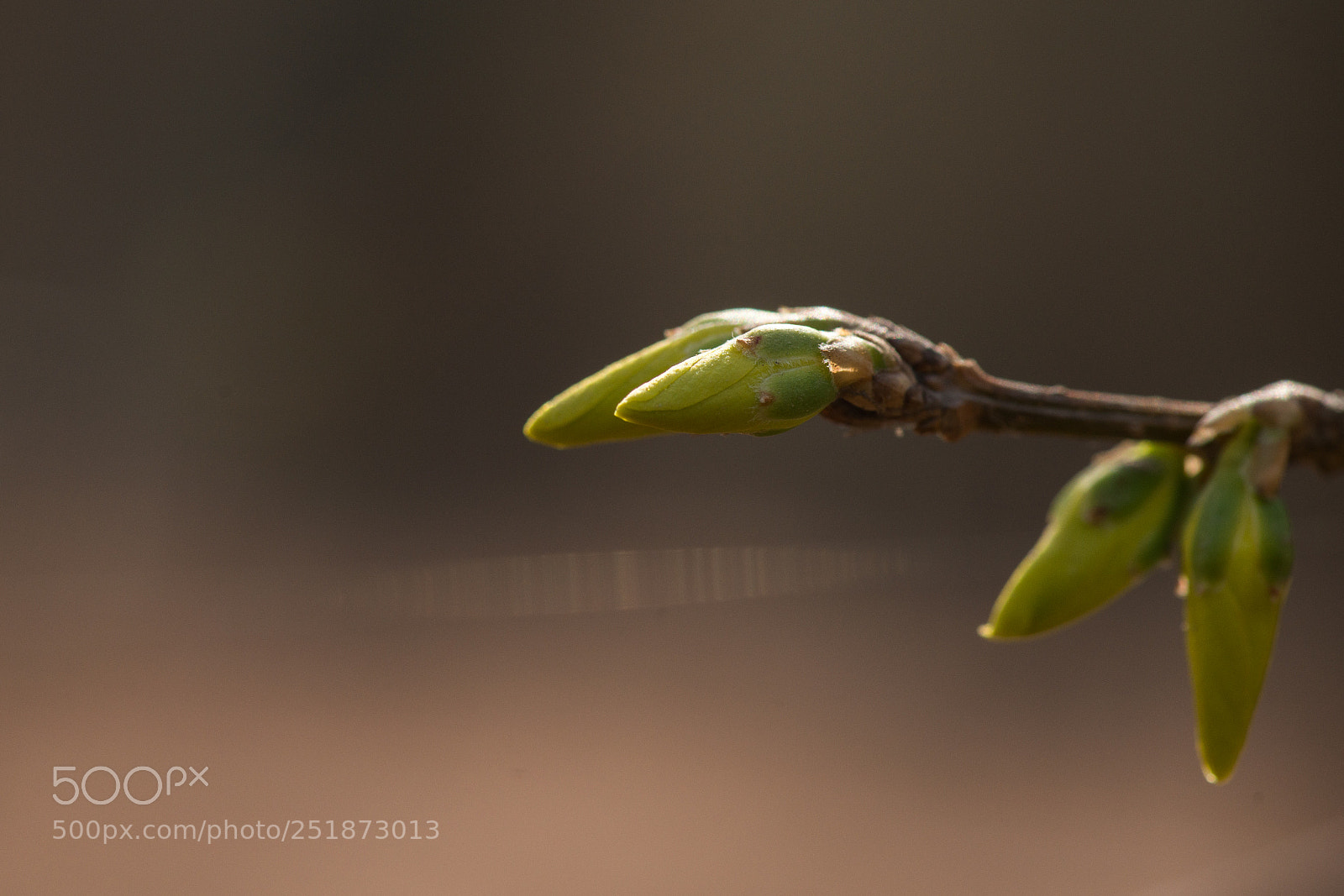 Nikon D800E sample photo. Willow buds photography