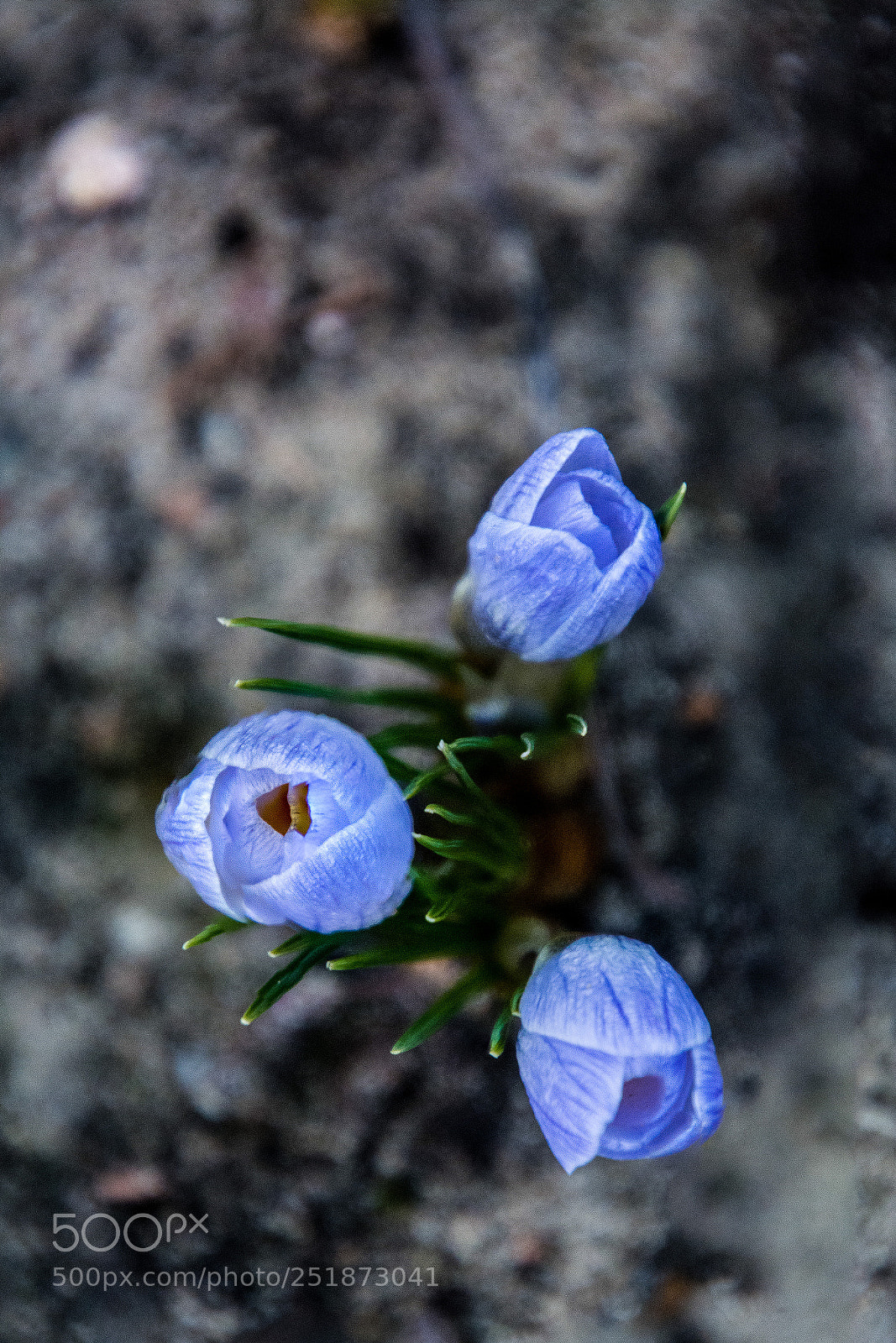 Nikon D7100 sample photo. Blue 2.4.2018 photography