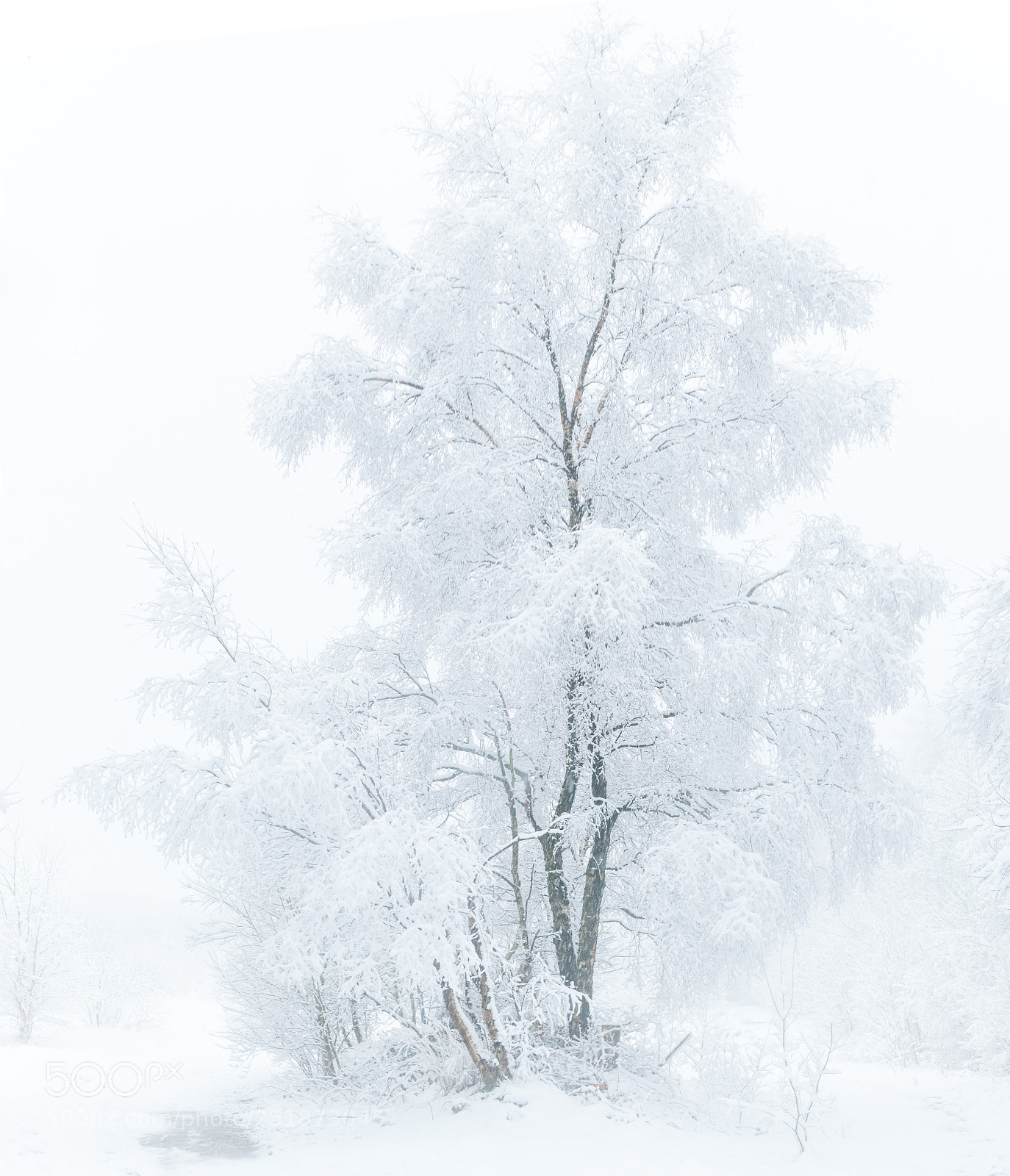 Nikon D850 sample photo. Trees in the snow. photography