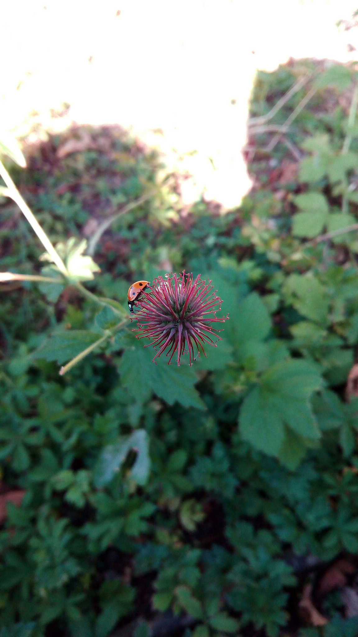 bq Aquaris E5 HD sample photo