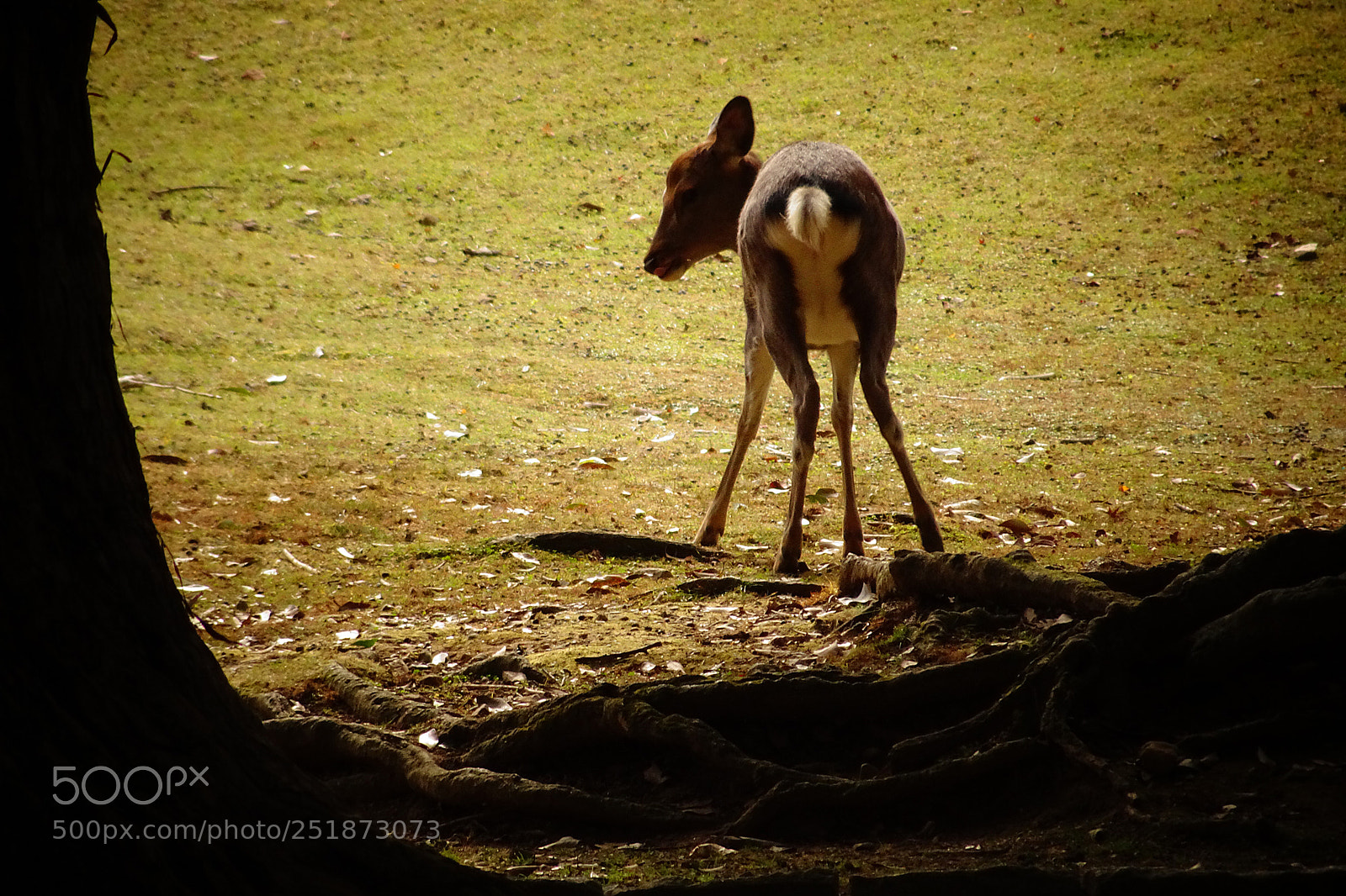 Sony Cyber-shot DSC-HX90V sample photo. In nara photography