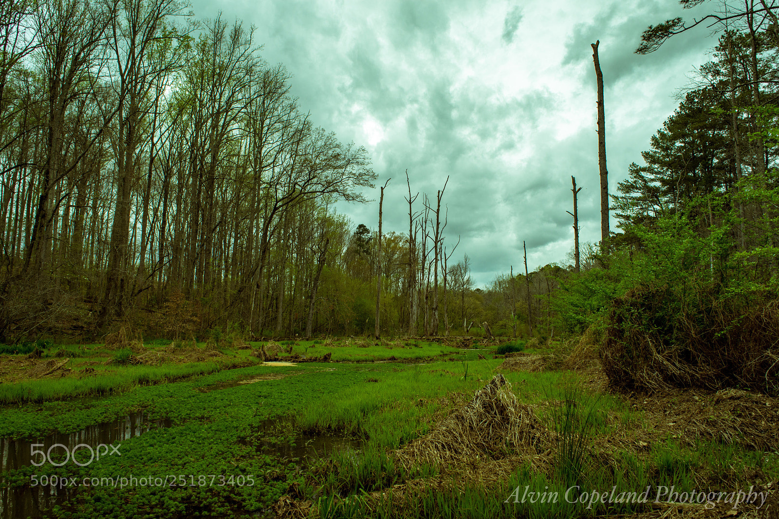 Nikon D7200 sample photo. Wetlands 2 photography