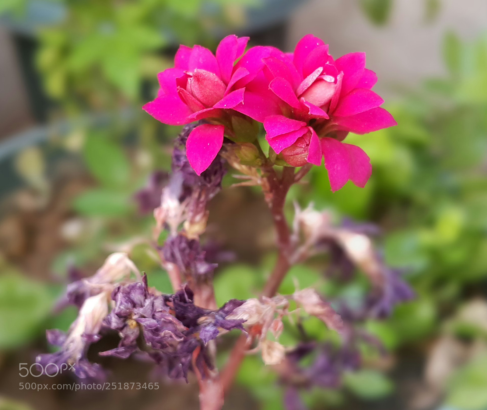 Samsung Galaxy Note4 sample photo. Untitled photography