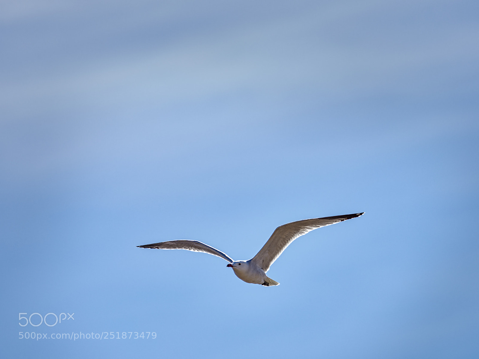 Olympus OM-D E-M1 Mark II sample photo. Gaviota photography