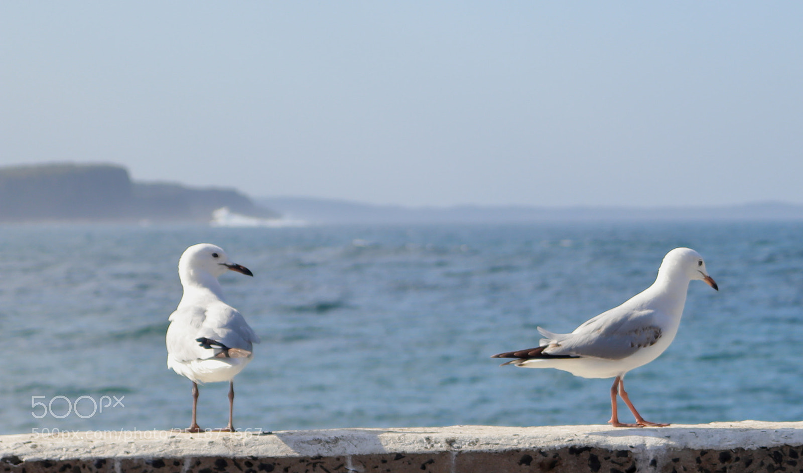 Canon EOS 200D (EOS Rebel SL2 / EOS Kiss X9) sample photo. Seagulls photography