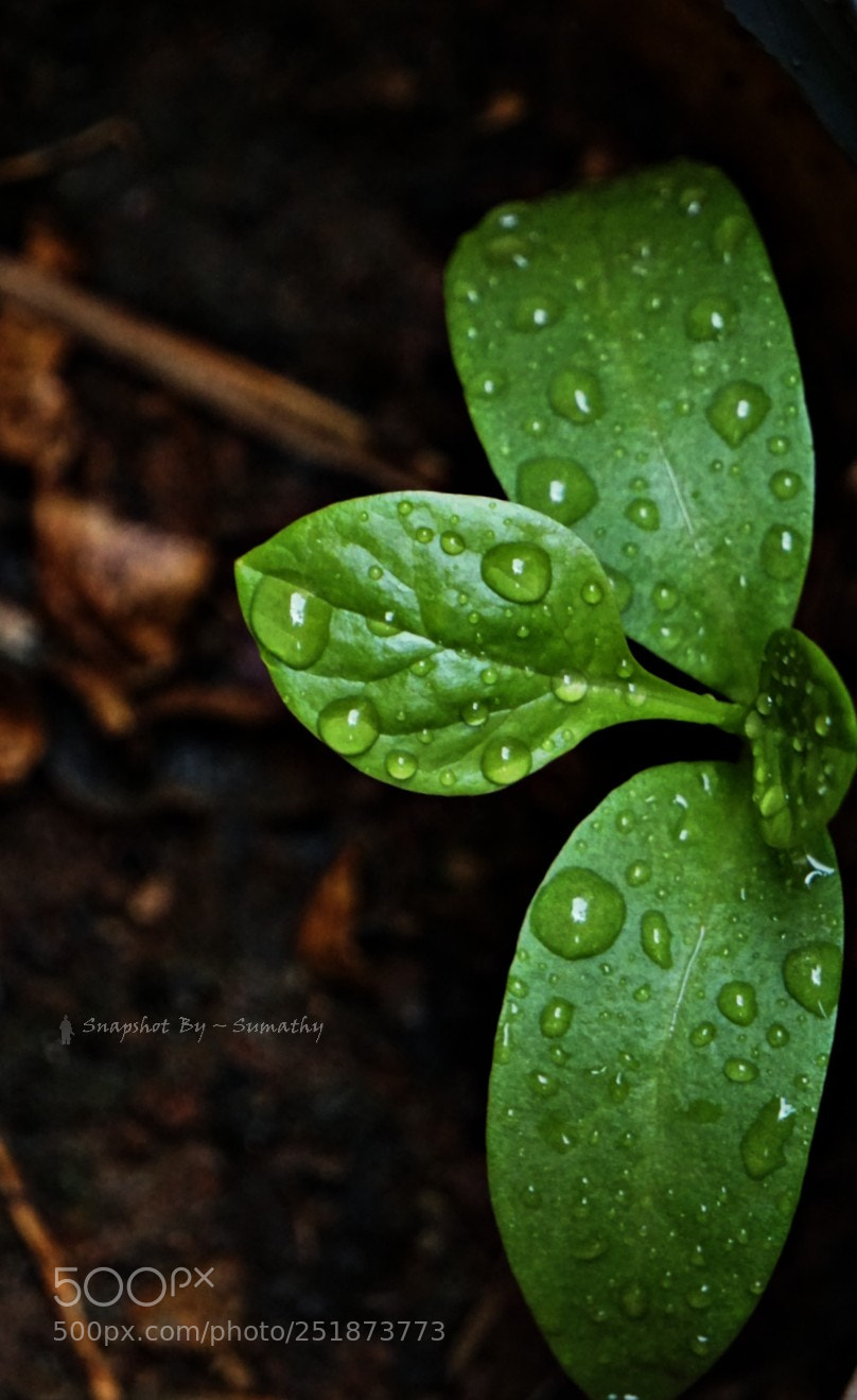 Sony a6300 sample photo. Rain drops photography
