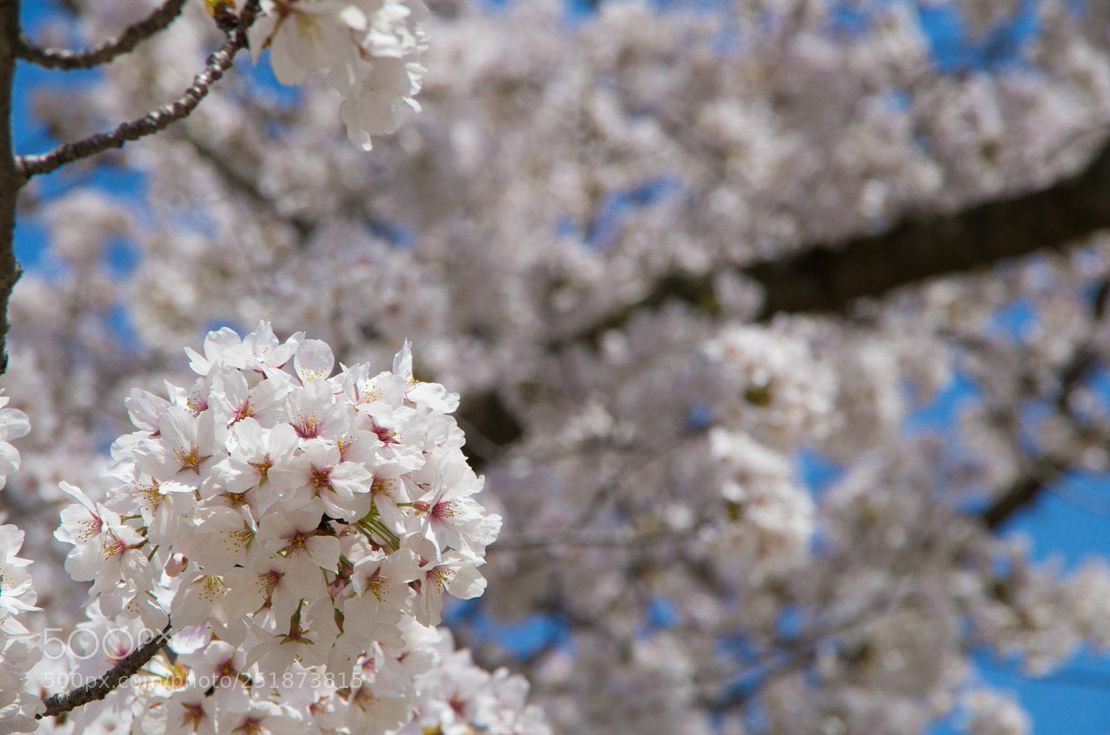 Pentax K-30 sample photo. 桜 photography