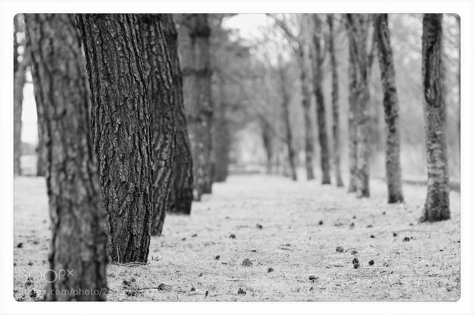 Nikon D700 sample photo. Untitled photography