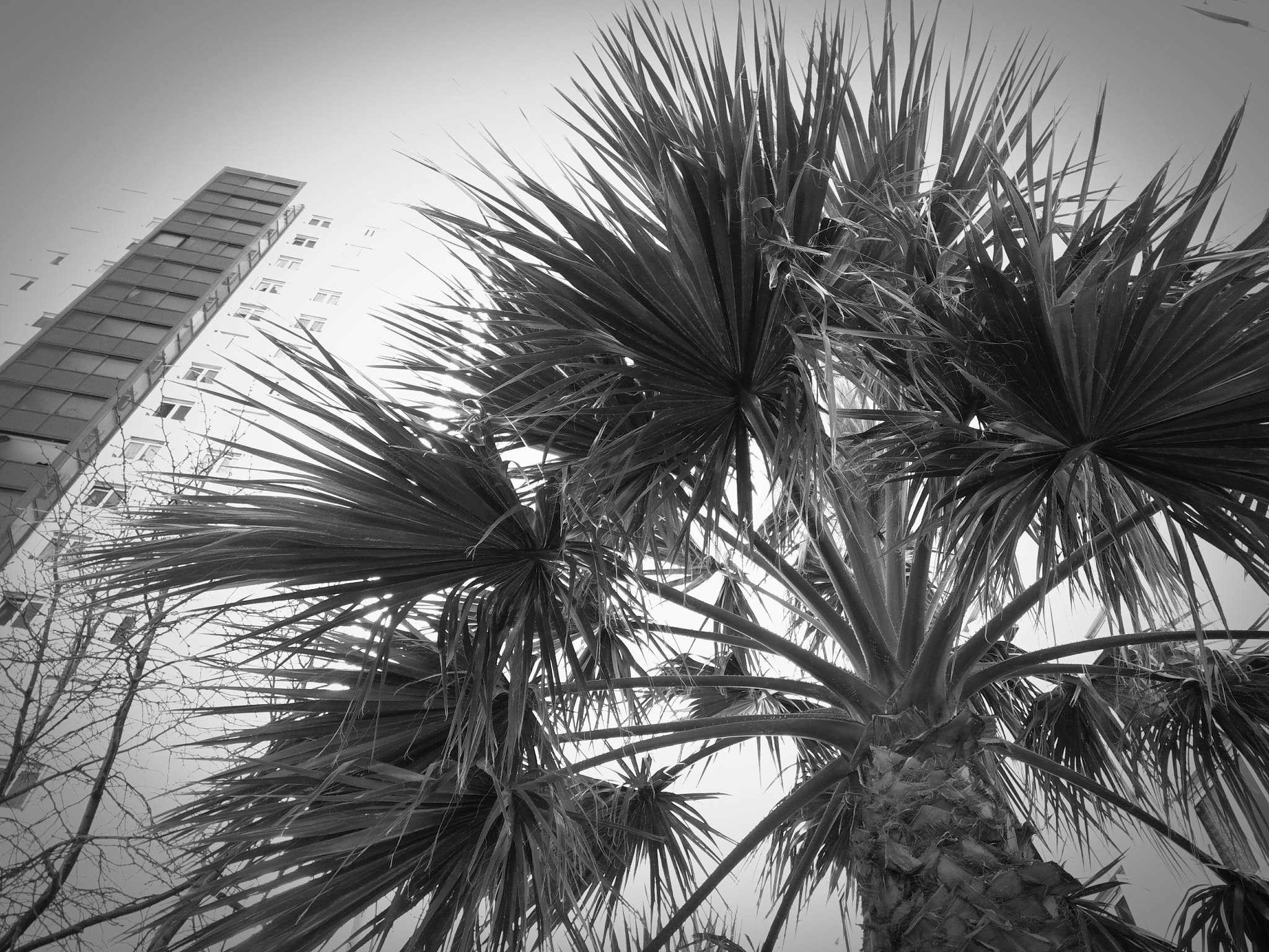 ASUS ZenFone 3 Max (ZC553KL) sample photo. 🌴 photography