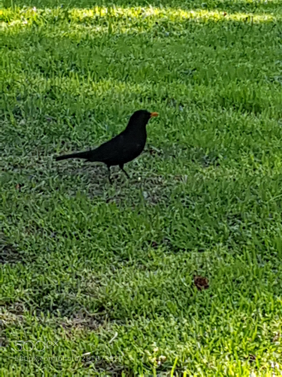 Samsung Galaxy S8 sample photo. Blackbird photography