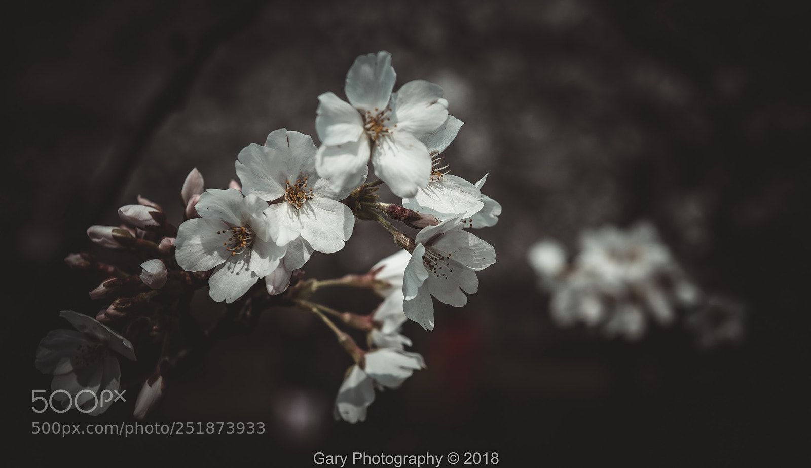 Nikon D810 sample photo. 那天的樱花 photography