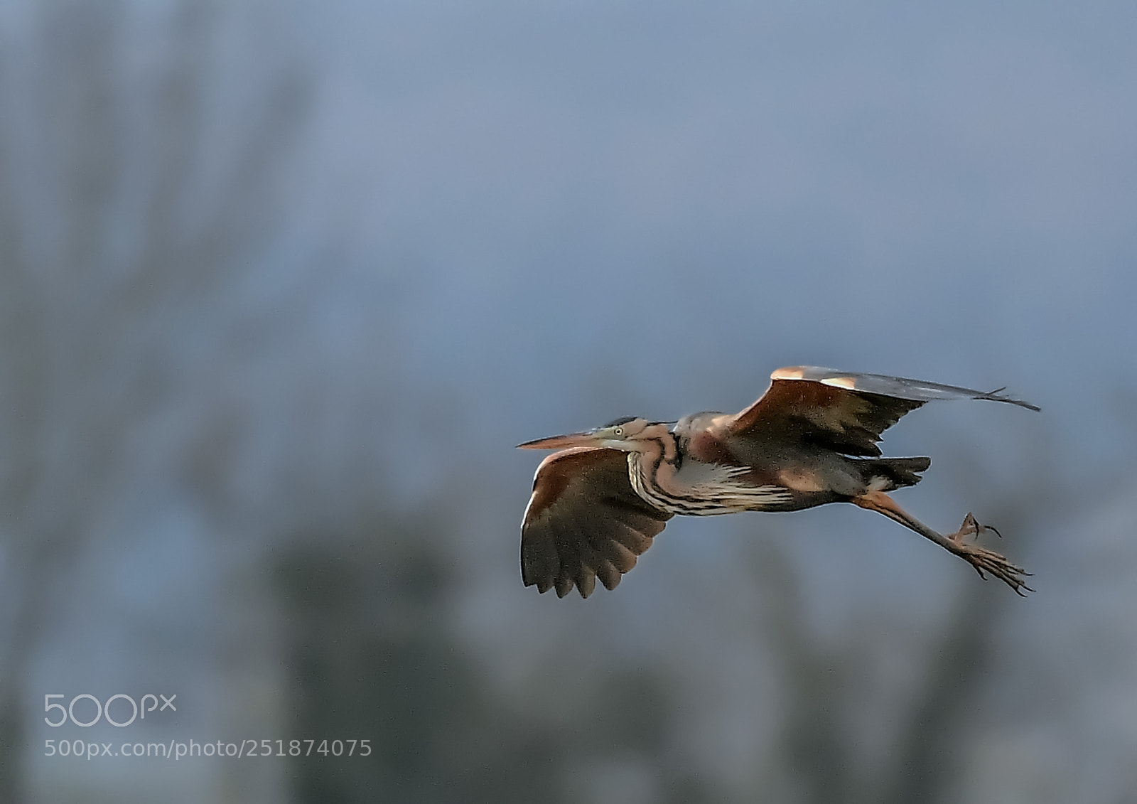 Nikon D500 sample photo. Héron pourpré photography