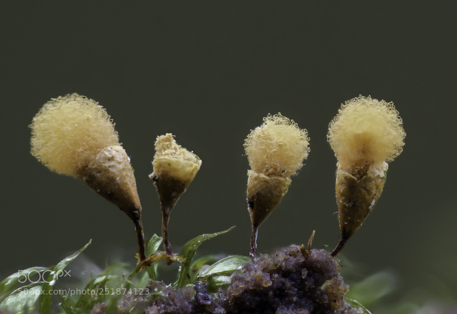 Olympus OM-D E-M1 Mark II sample photo. Hemitrichia calyculata photography