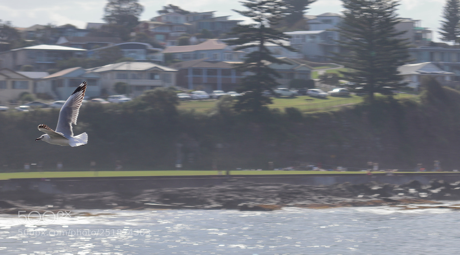 Canon EOS 200D (EOS Rebel SL2 / EOS Kiss X9) sample photo. Seagull's flight photography