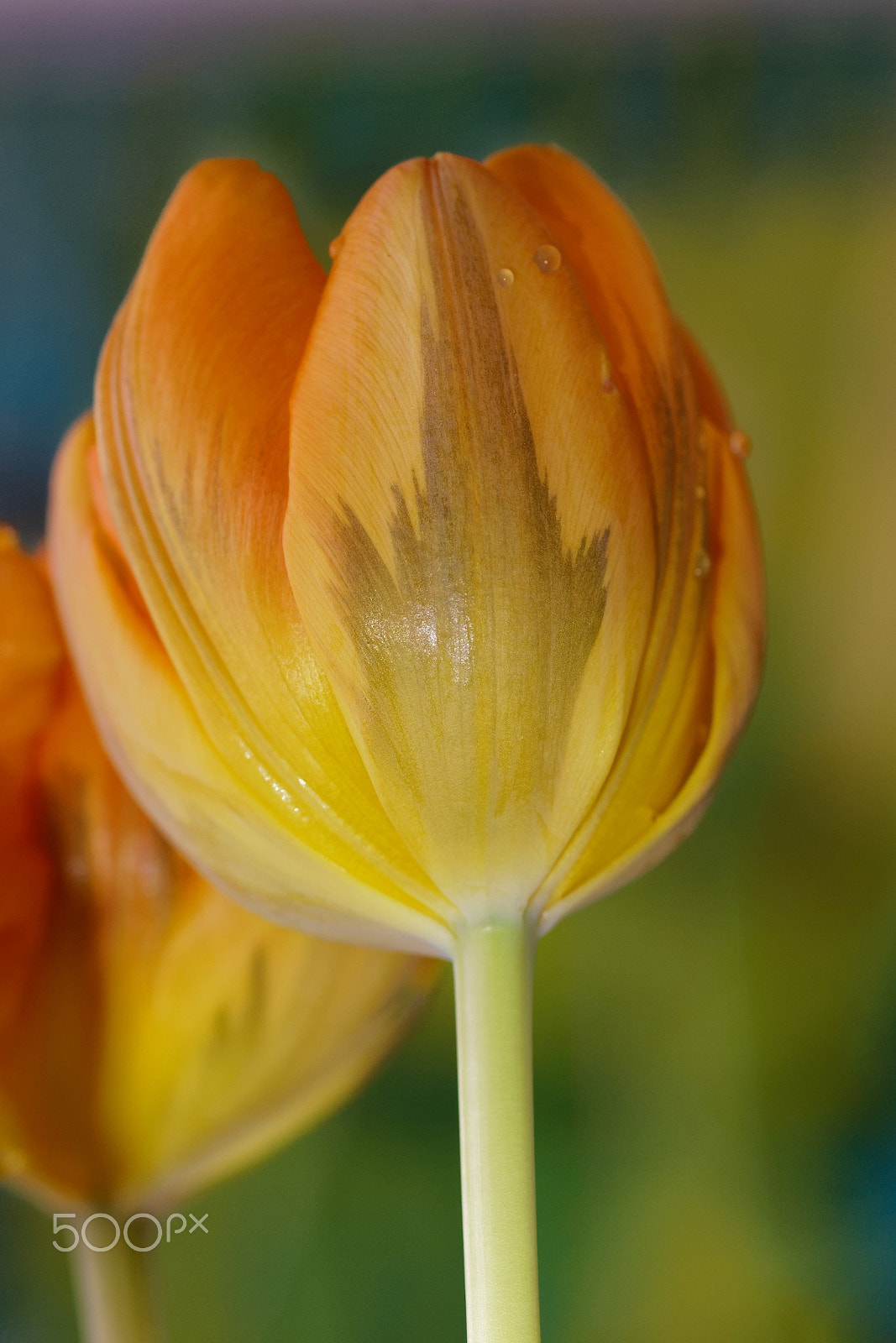 Minolta AF 100mm F2.8 Macro [New] sample photo. Tulip photography
