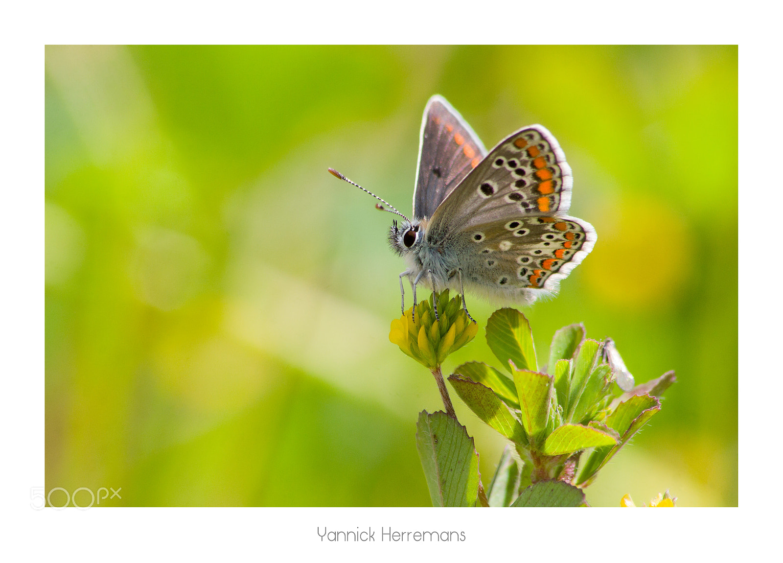 Canon EOS 1100D (EOS Rebel T3 / EOS Kiss X50) sample photo. Collier de corail brown photography