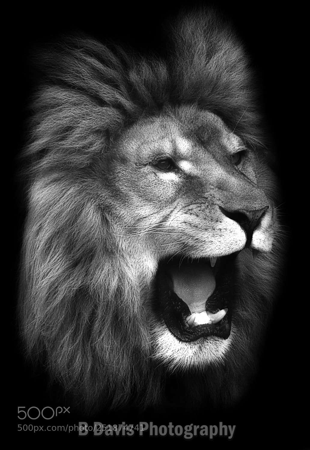Canon EOS 80D sample photo. Lion photography