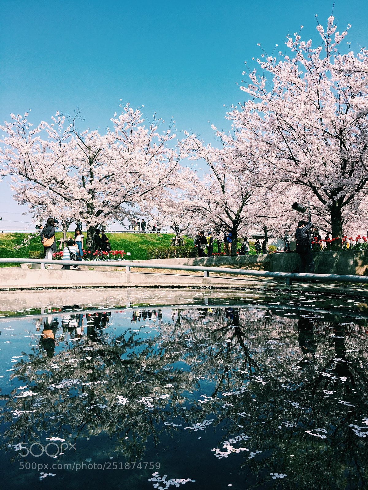 Apple iPhone 6s sample photo. Cherry blossom 2 photography