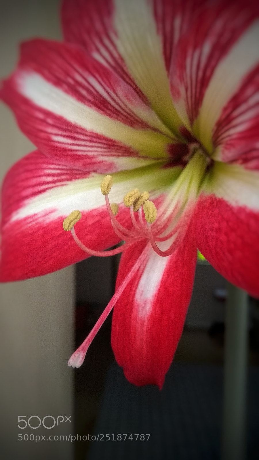 Xiaomi Redmi Note 4X sample photo. Untitled photography