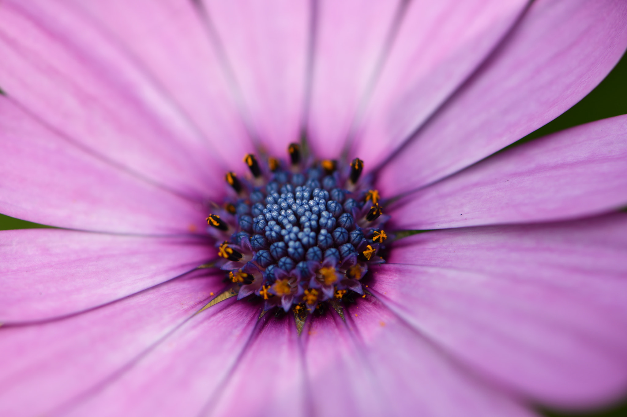 Nikon AF-S Micro-Nikkor 105mm F2.8G IF-ED VR sample photo. Missile - cosmos photography
