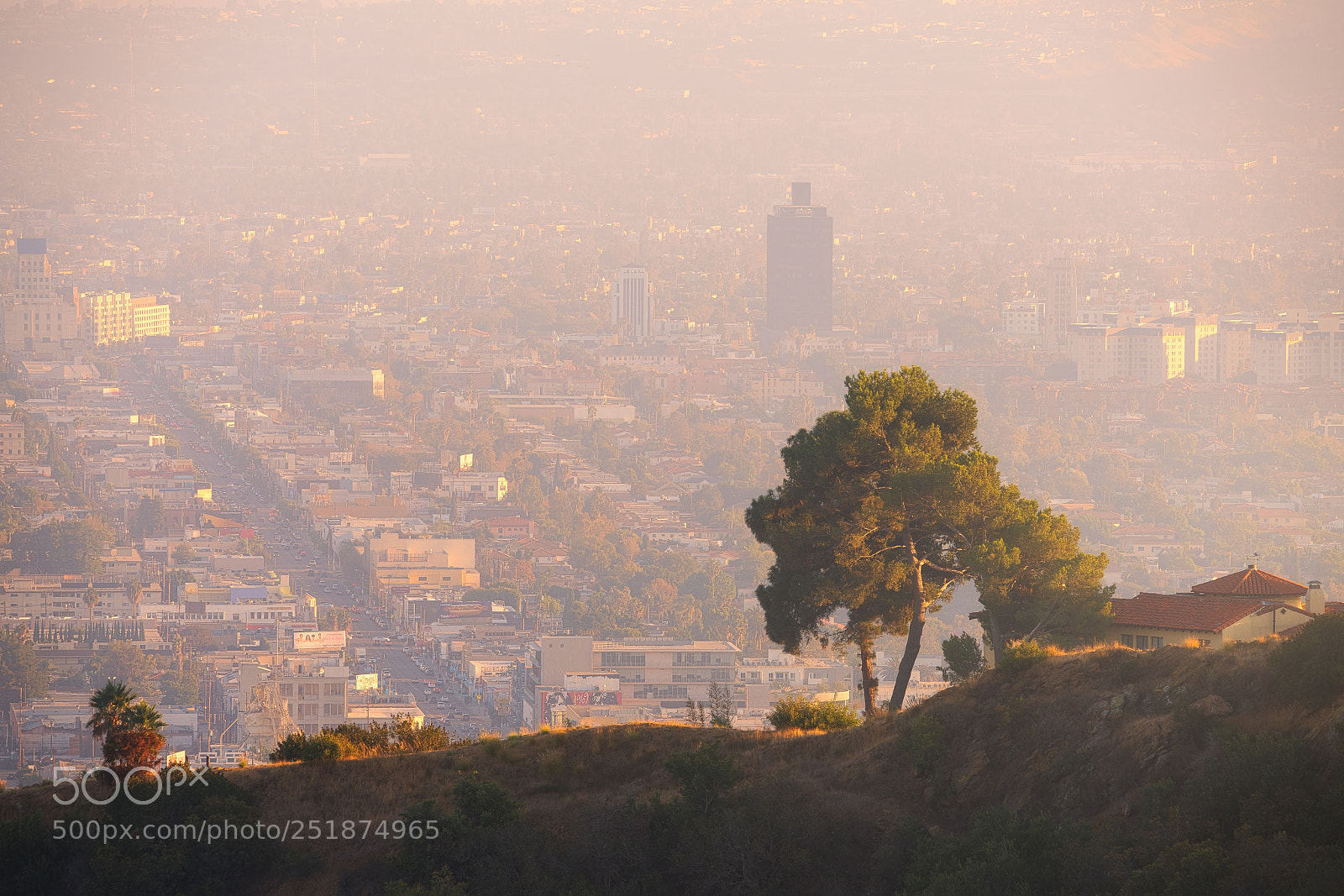 Sony a7R II sample photo. Lone la tree photography